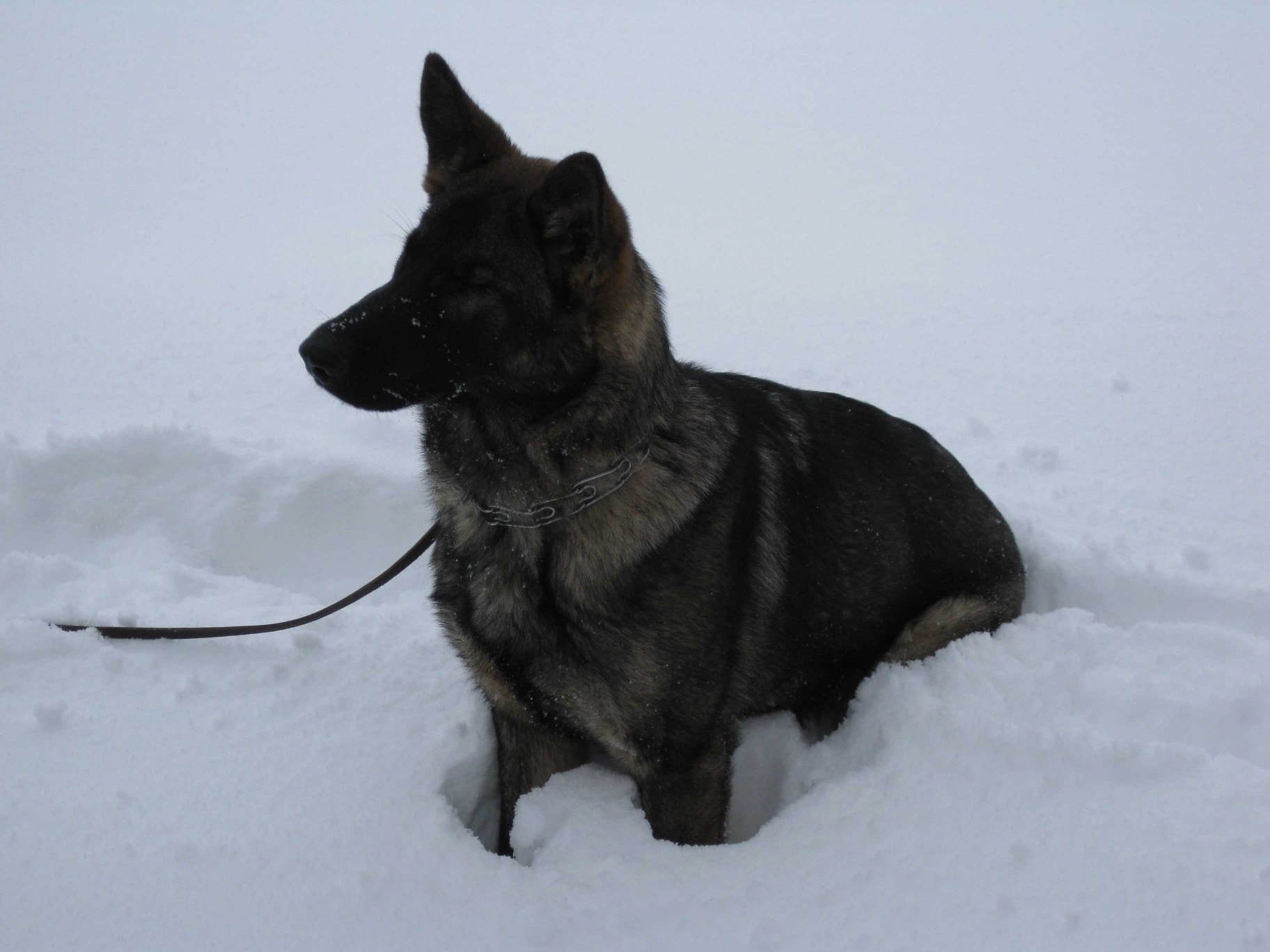Ein Schäferhund sitzt im Schnee auf dem Übungsplatz